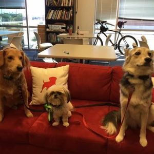 Meet your Posher, Ali